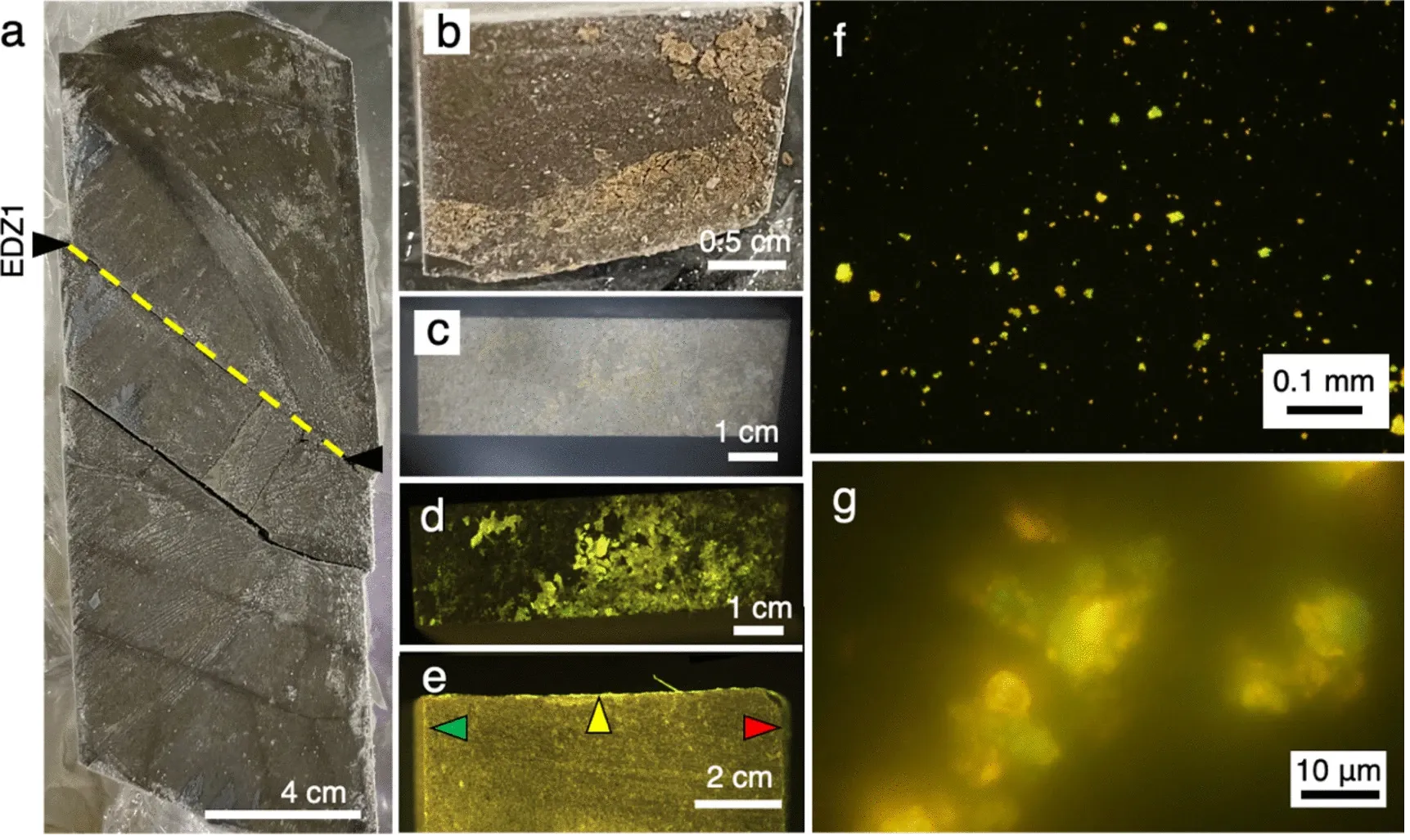 Figure 1 Result of observation on EDZ1 surface in the core sample [4]. Photographs of a half-split core sequence from ~0.3 to ~0.5 mabh (a), the fracture surface at EDZ1 on the lower block (b), and the fracture surface at EDZ1 created on the lower block by cutting with a band saw (c). Fluorescence stereo microscopic images of the fracture surface at EDZ1 from the top (d) and the side (e). The yellow arrow and yellow dotted line indicate the fracture at EDZ1 (a, e). Green and red arrows indicate the surfaces created by cutting with a band saw and drilling, respectively (e). Fluorescence microscopic images of the material detached from the fracture surface (f, g).