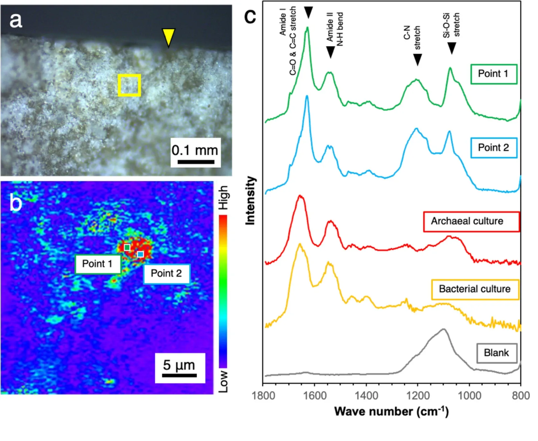 Figure 2 Submicron-scale spectroscopic analysis of an EDZ fracture (EDZ1) [4]. A photograph of the fracture surface (a), a counter map of the fracture surface highlighted with a yellow square based on the peak at 1530 cm−1 in optical photothermal infrared (O-PTIR) spectra (b). O-PTIR spectra of points 1 and 2 and cultured cells of Nanobdella aerobiophila strain MJ1T (=JCM33616T) and Metallosphaera sedula strain MJ1HA (=JCM33617) for an archaeal reference and Shewanella oneidensis strain MR-1 T (=ATCC 700550.T) for a bacterial reference (c). The peak assignment was based on Ellerbrock et al. and Movasaghi et al. [8, 9]. A blank spectrum was obtained from the surface created by cutting with a diamond band saw, especially where the cut surface intersected the EDZ fracture (indicated by the yellow arrow in (a)).